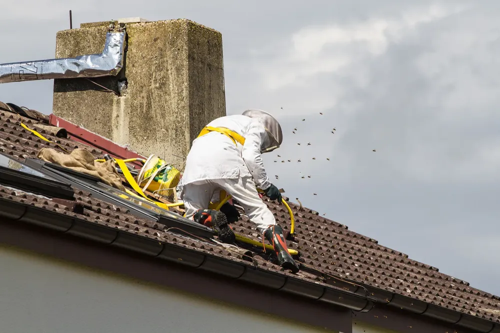 Désinsectisation près de Grand-Couronne