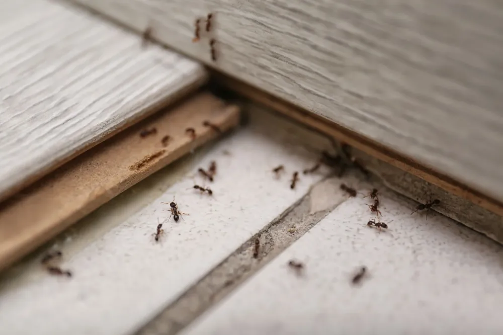 Traitement des nids de fourmis