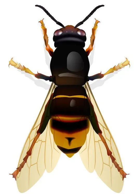 frelon asiatique.webp