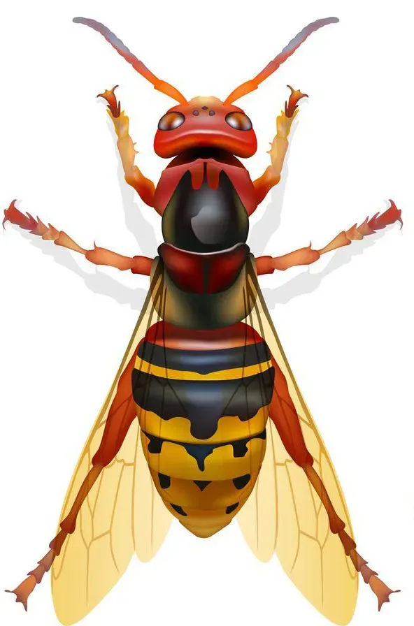 Frelon européen.webp