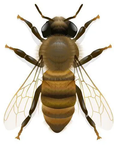 Abeille.webp