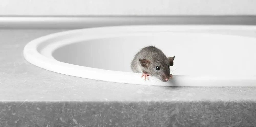Souris près de Grand-Couronne